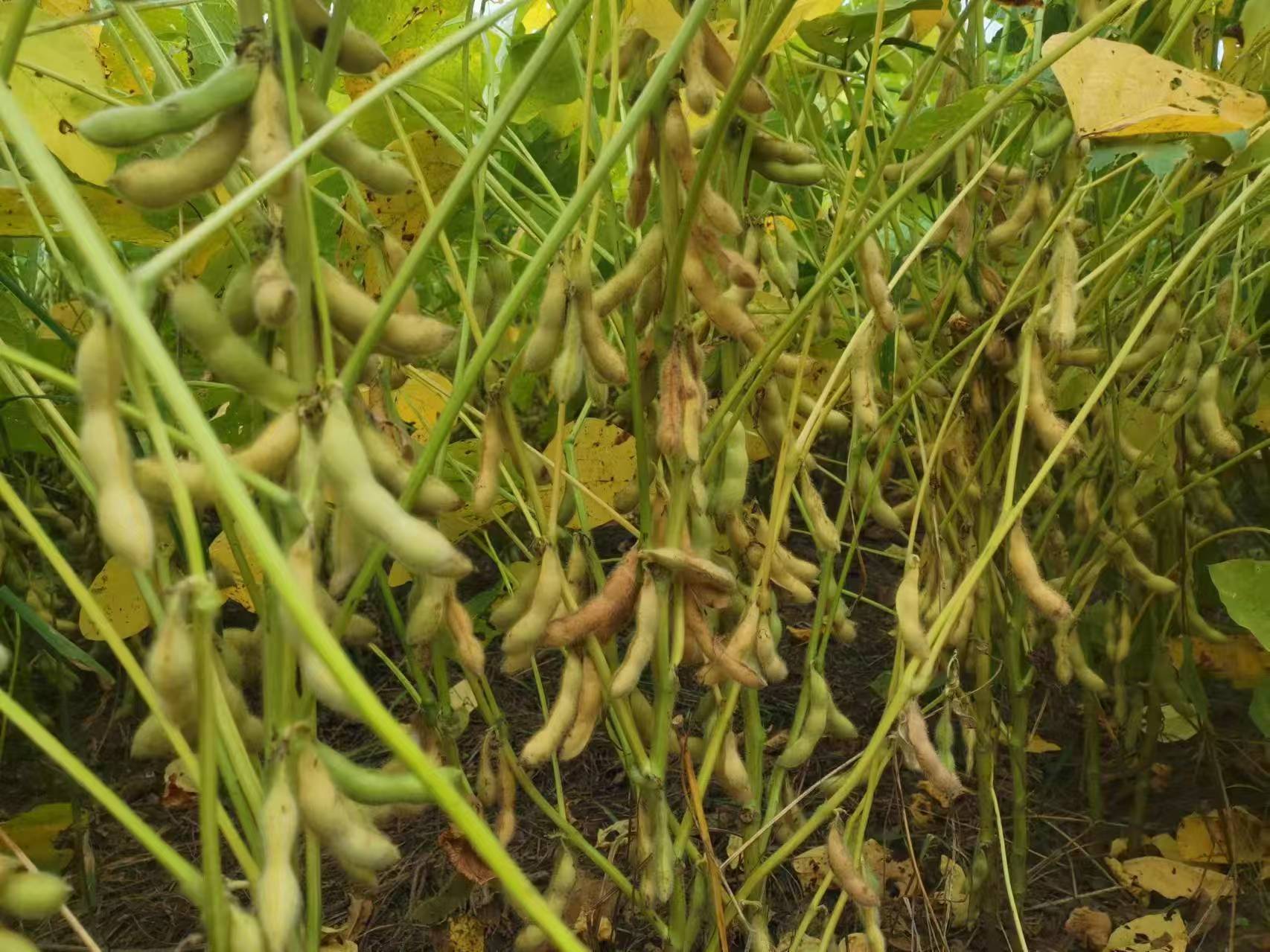 黄豆