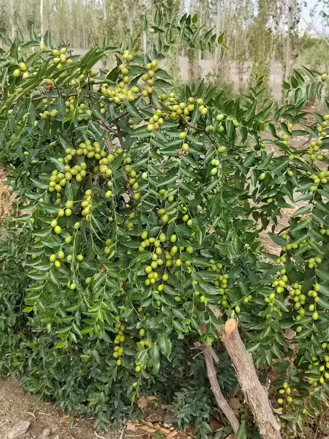 金丝小枣