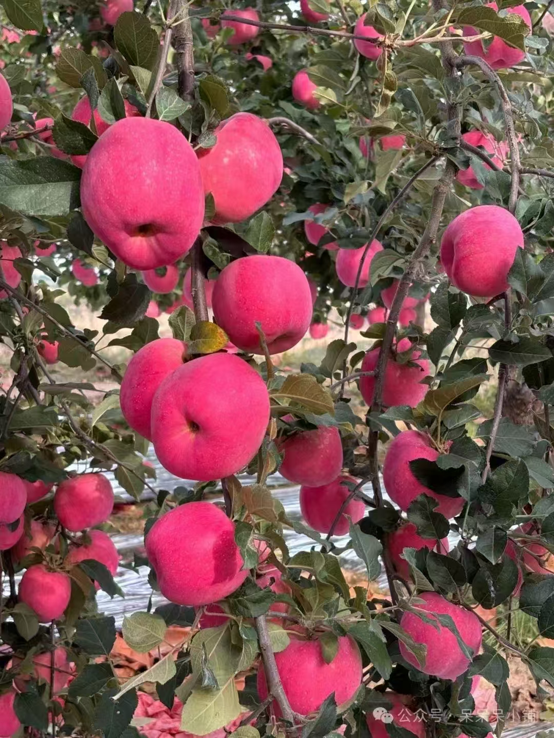 瑞香红苹果